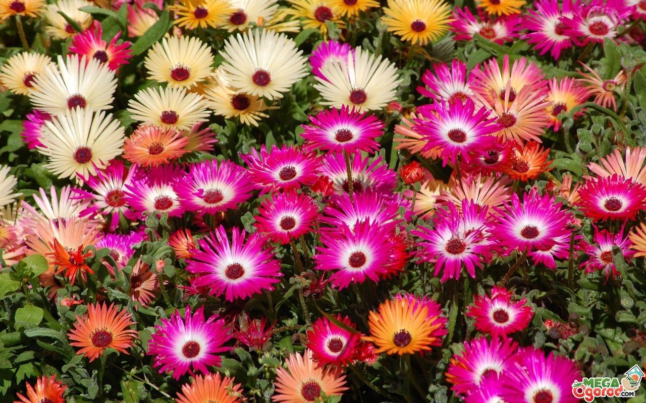 Низкорослые цветы для сада: виды, о��исание и советы по оформлению клубмы